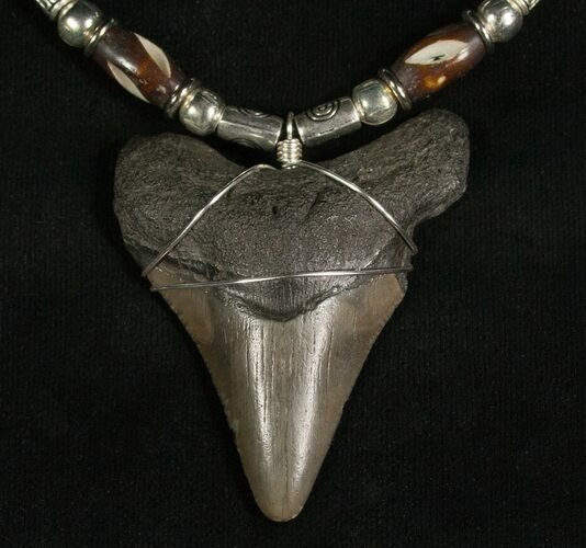 Megalodon Tooth Necklace - tooth #5570